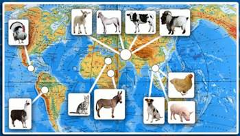 Ку­ри­ца, со­ба­ка и сви­нья были сна­ча­ла одо­маш­не­ны в Ин­до­ки­тае; кошка и осел при­шли к нам из Се­вер­ной Аф­ри­ки; а боль­шин­ство ко­пыт­ных (ло­шадь, ко­ро­ва, коза, овца) были одо­маш­не­ны на Ближ­нем Во­сто­ке и Сред­ней Азии; Аме­ри­кан­ский же кон­ти­нент дал нам ин­дей­ку и ламу