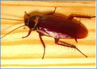Жи­вот­ные-кос­мот­по­ли­ты: та­ра­кан рыжий