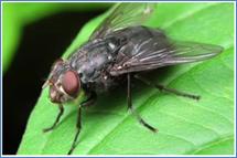 Жи­вот­ные-кос­мот­по­ли­ты:муха до­маш­няя