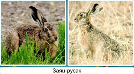 Се­зон­ные из­ме­не­ния по­кро­ви­тель­ствен­ной окрас­ки зайца