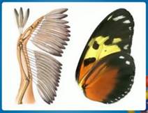 Ана­ло­гич­ные ор­га­ны: кры­лья птицы и ба­боч­ки