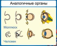 на­ло­гич­ные ор­га­ны: глаза мол­люс­ка (ось­ми­но­га или каль­ма­ра) и че­ло­ве­ка