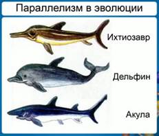 При­мер па­рал­ле­лиз­ма в эво­лю­ции формы тела у хря­ще­вых рыб (акула), реп­ти­лий (их­тио­завр) и мле­ко­пи­та­ю­щий (дель­фин)