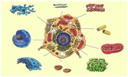 Клет­ки эу­ка­ри­от, со­дер­жа­щие мно­же­ство слож­ных ор­га­но­и­дов, воз­ник­ли в архее