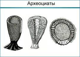 Схе­ма­ти­че­ское изоб­ра­же­ние ар­хео­ци­а­тов – при­креп­лен­ных мно­го­кле­точ­ных жи­вот­ных Кем­брия