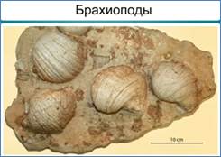 Остан­ки бра­хи­под – вы­мер­ших кем­брий­ских жи­вот­ных, по­хо­жих на мол­люс­ков