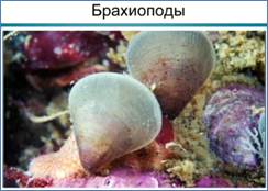 Остан­ки и ре­кон­струк­ции бра­хи­под – вы­мер­ших кем­брий­ских жи­вот­ных, по­хо­жих на мол­люс­ков