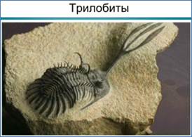 От­пе­чат­ки па­лео­зой­ских жи­вот­ных – три­ло­би­тов