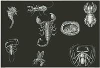 Ре­кон­струк­ция ги­гант­ских па­лео­зой­ских на­се­ко­мых