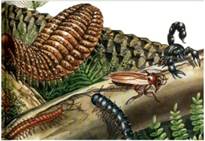 Ре­кон­струк­ция ги­гант­ских па­лео­зой­ских на­се­ко­мых