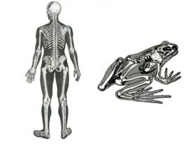 Ске­ле­ты че­ло­ве­ка и ля­гуш­ки имеют сход­ные черты, ха­рак­тер­ные для всех по­зво­ноч­ных жи­вот­ных