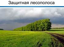 а­щит­ные ле­со­по­ло­сы, как сред­ство борь­бы с вет­ро­вой эро­зи­ей пред­ло­же­ны В.В. До­ку­чае­вым.