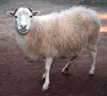 До­маш­нее жи­вот­ное овца. Ис­треб­ляя диких жи­вот­ных, че­ло­век спо­соб­ство­вал рас­про­стра­не­нию и раз­мно­же­нию до­маш­них