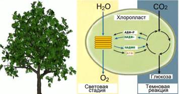 Про­цесс фо­то­син­те­за про­ис­хо­дит в ор­га­низ­ме рас­те­ний (слева) в хло­ро­пла­стах (спра­ва). При этом фо­то­син­тез осу­ществ­ля­ет­ся в две фазы: све­то­вую (раз­ло­же­ние воды) и тем­но­вую (син­тез глю­ко­зы из СО2).