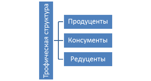 Тро­фи­че­ская струк­ту­ра