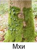 Вне­ярус­ные рас­ти­тель­ные ор­га­низ­мы ши­ро­ко­лист­вен­но­го леса. Эпифиты.