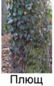 Вне­ярус­ные рас­ти­тель­ные ор­га­низ­мы ши­ро­ко­лист­вен­но­го леса. Лианы.