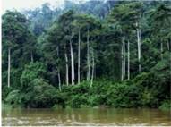 Влаж­ный тро­пи­че­ский лес