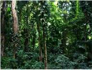 Влаж­ный тро­пи­че­ский лес