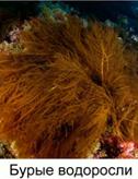 Рас­пре­де­ле­ние во­до­рос­лей в толще воды в связи с на­ли­чи­ем раз­ных фо­то­син­те­ти­че­ских пиг­мен­тов. Зе­ле­ные во­до­рос­ли живут у по­верх­но­сти до 10 м глу­би­ны, бурые – на глу­бине до 200 м, а крас­ные – на глу­бине 270 м и более.