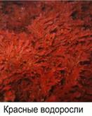 Рас­пре­де­ле­ние во­до­рос­лей в толще воды в связи с на­ли­чи­ем раз­ных фо­то­син­те­ти­че­ских пиг­мен­тов. Зе­ле­ные во­до­рос­ли живут у по­верх­но­сти до 10 м глу­би­ны, бурые – на глу­бине до 200 м, а крас­ные – на глу­бине 270 м и более.