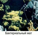 Под­вод­ные со­об­ще­ства тер­мо­филь­ных ор­га­низ­мов