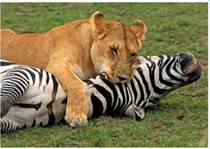 Тро­фи­че­ские (пи­ще­вые) связи: одни живые ор­га­низ­мы пи­та­ют­ся дру­ги­ми (лев – зеб­рой)