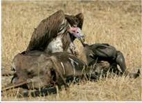 Тро­фи­че­ские (пи­ще­вые) связи: одни живые ор­га­низ­мы пи­та­ют­ся дру­ги­ми (гриф – пав­шей ан­ти­ло­пой