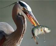 Тро­фи­че­ские (пи­ще­вые) связи: одни живые ор­га­низ­мы пи­та­ют­ся дру­ги­ми (цапля – рыбой)