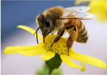 Фо­ри­че­ские связи (фо­ре­зия): пе­ре­нос од­ни­ми жи­вы­ми су­ще­ства­ми дру­гих ор­га­низ­мов или их по­ло­вых струк­тур (пчела пе­ре­но­сит пыль­цу)