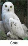 Пары пи­ще­вых кон­ку­рен­тов: по­ляр­ная со­ва-пе­сец
