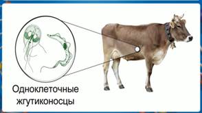 При­ме­ры му­ту­а­лиз­ма: сим­би­оз ко­ро­вы с оби­та­ю­щи­ми в её же­луд­ке жгу­ти­ко­нос­ца­ми, пе­ре­ва­ри­ва­ю­щи­ми цел­лю­ло­зу