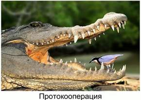При­мер про­то­ко­опе­ра­ции (кро­ко­дил и кулик) и му­ту­а­лиз­ма (ко­ро­ва и жгу­ти­ко­нос­цы, оби­та­ю­щие в её же­луд­ке – спра­ва)