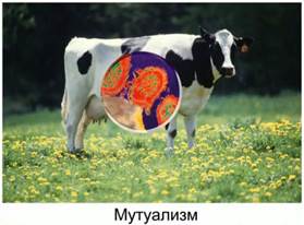 При­мер про­то­ко­опе­ра­ции: му­ту­а­лиз­м (ко­ро­ва и жгу­ти­ко­нос­цы, оби­та­ю­щие в её же­луд­ке – спра­ва)