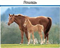 При­ме­р К-стра­те­гов (ло­шадь – спра­ва) среди мле­ко­пи­та­ю­щих