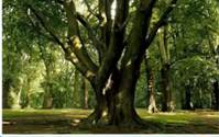 Рас­те­ния-эди­фи­ка­то­ры: дуб. Эти рас­те­ния со­зда­ют осо­бую среду оби­та­ния для дру­гих видов живых су­ществ