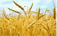 Рас­те­ния-эди­фи­ка­то­ры пше­ни­ца. Эти рас­те­ния со­зда­ют осо­бую среду оби­та­ния для дру­гих видов живых су­ществ