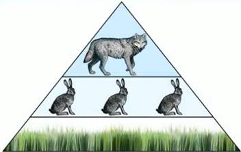 Пи­ра­ми­да чис­лен­но­сти по­ка­зы­ва­ет со­от­но­ше­ние чис­лен­но­сти осо­бей на раз­ных уров­нях пи­ще­вой цепи