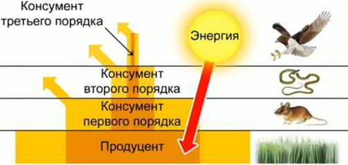 Пи­ра­ми­да энер­гии по­ка­зы­ва­ет пре­вра­ще­ние сол­неч­ной энер­гии в энер­гию хи­ми­че­ских свя­зей и пе­ре­ме­ще­ние энер­гии хи­ми­че­ских свя­зей в био­це­но­зе