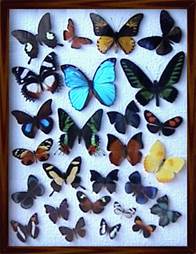 Официально-деловой стиль Коллекция бабочек