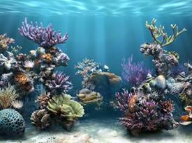 Ко­рал­лы