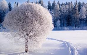 Де­ре­вья в снегу