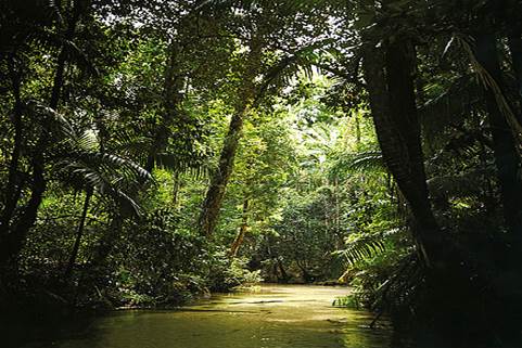 Влаж­ные эк­ва­то­ри­аль­ные леса