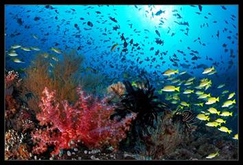 Под­вод­ный мир Ин­дий­ско­го оке­а­на