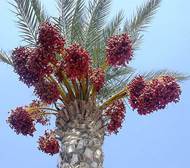 Фи­ни­ко­вая паль­ма