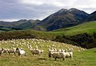 Паст­бищ­ное ов­це­вод­ство