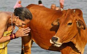 Ко­ро­ва – свя­щен­ное жи­вот­ное