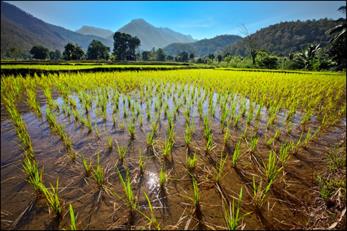 Ри­со­вое поле