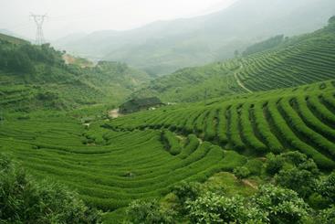 Чай­ные план­та­ции