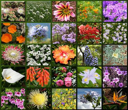 Раз­но­об­ра­зие рас­те­ний